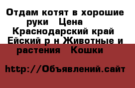 Отдам котят в хорошие руки › Цена ­ 1 - Краснодарский край, Ейский р-н Животные и растения » Кошки   
